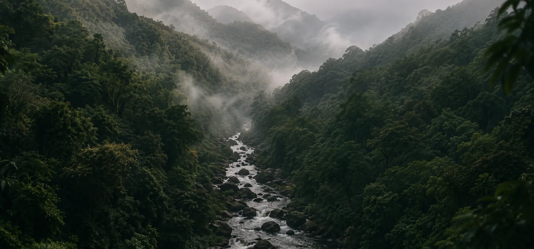 Mist settling over a forested mountain valley at dawn.