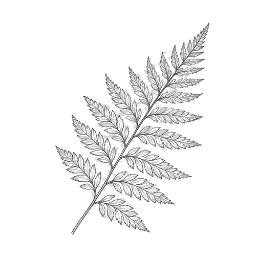 Botanical fern sketch