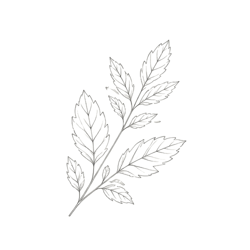 Botanical leaf branch sketch